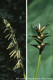 Attēlu rezultāti vaicājumam “Carex davalliana”