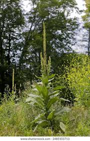 Attēlu rezultāti vaicājumam “Verbascum densiflorum leaf”