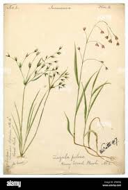 Attēlu rezultāti vaicājumam “Luzula luzuloides fruit”