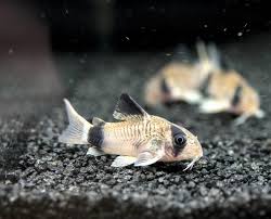 Image result for fish corydoras