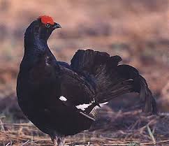 images?q=tbn:ANd9GcS6VTe9Kt0V9cck17w7x88wcTChynfvmKVb8xcbwtqmarCKo6yv