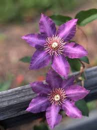 Attēlu rezultāti vaicājumam “Clematis flower”