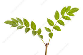 Attēlu rezultāti vaicājumam “Fraxinus excelsior leaf”