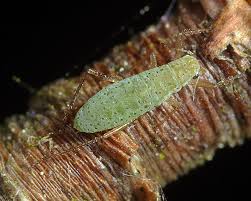 Attēlu rezultāti vaicājumam “Trichia alpina sessile”