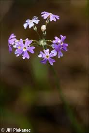 Attēlu rezultāti vaicājumam “Primula farinosa bud”