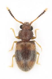 Attēlu rezultāti vaicājumam “Silvanidae”