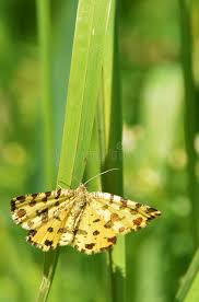 Attēlu rezultāti vaicājumam “Pseudopanthera macularia”