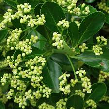 Attēlu rezultāti vaicājumam “Euonymus flower”