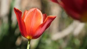 Attēlu rezultāti vaicājumam “Tulipa gesneriana flower”