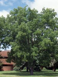 Attēlu rezultāti vaicājumam “Juglans x sinensis”