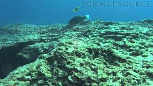 Image result for Chlorurus perspicillatus