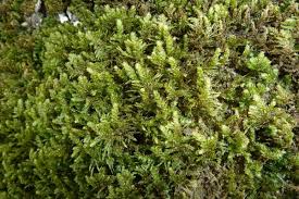 Attēlu rezultāti vaicājumam “Neckera”