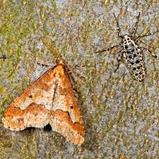 Attēlu rezultāti vaicājumam “Erannis defoliaria”