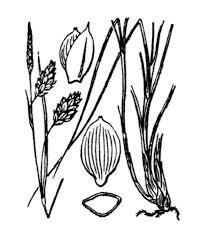 Attēlu rezultāti vaicājumam “Carex limosa fruit”