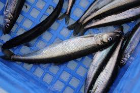 Image result for Osmerus mordax