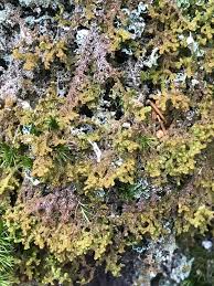 Attēlu rezultāti vaicājumam “Ptilidium ciliare”