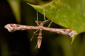 Attēlu rezultāti vaicājumam “Pterophoridae”