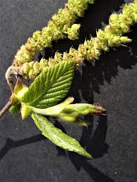 Attēlu rezultāti vaicājumam “Carpinus betulus female flower”