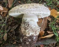 Attēlu rezultāti vaicājumam “Amanita”