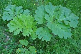 Attēlu rezultāti vaicājumam “Heracleum sosnowskyi”