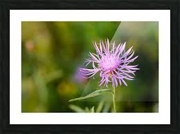Attēlu rezultāti vaicājumam “Centaurea phrygia”