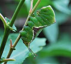 Attēlu rezultāti vaicājumam “Cerura vinula larva”