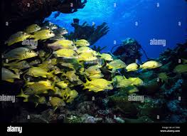 Image result for Scuba Skooling