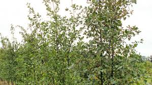 Attēlu rezultāti vaicājumam “Alnus incana”