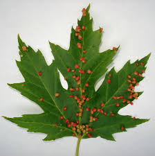 Attēlu rezultāti vaicājumam “Vasates quadripedes”