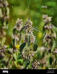 Attēlu rezultāti vaicājumam “Leonurus quinquelobatus”