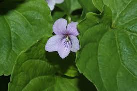Attēlu rezultāti vaicājumam “Viola palustris”