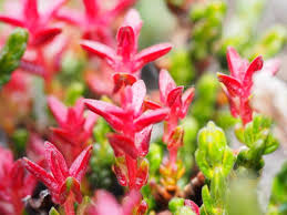 Attēlu rezultāti vaicājumam “Exobasidium splendidum”