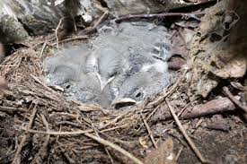 Attēlu rezultāti vaicājumam “Motacilla alba nest”