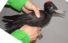 Attēlu rezultāti vaicājumam “Dryocopus martius adult”