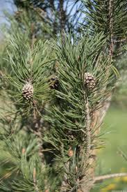 Attēlu rezultāti vaicājumam “Pinus sylvestris var. turfosa”
