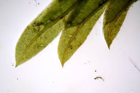 Attēlu rezultāti vaicājumam “Fissidens”