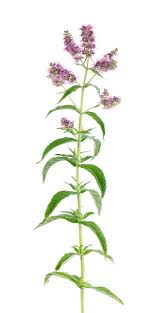 Attēlu rezultāti vaicājumam “Mentha longifolia flower”