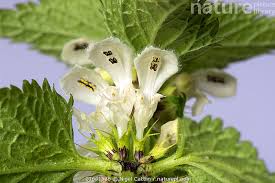 Attēlu rezultāti vaicājumam “Lamium album flower”
