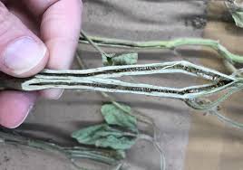 Attēlu rezultāti vaicājumam “Stemonitopsis gracilis stalked”