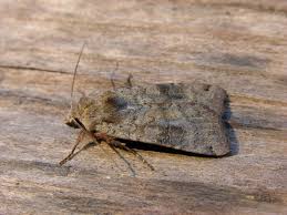 Attēlu rezultāti vaicājumam “Xestia baja”