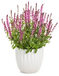 Attēlu rezultāti vaicājumam “Salvia nemorosa flower”