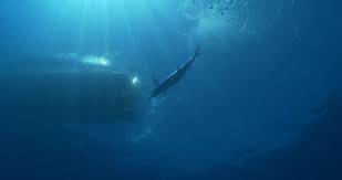 Image result for Istiompax indica