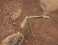 Attēlu rezultāti vaicājumam “Stenoptilia pterodactyla”