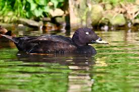 Attēlu rezultāti vaicājumam “Melanitta fusca male”