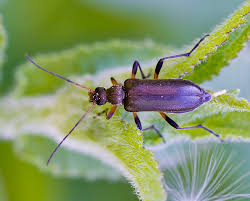 Attēlu rezultāti vaicājumam “Cortodera femorata”