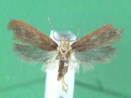 Attēlu rezultāti vaicājumam “Depressaria depressana”