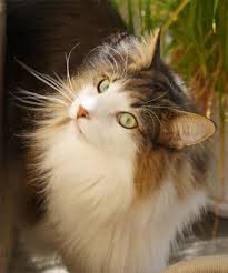 猫次郎o에 대한 이미지 검색결과