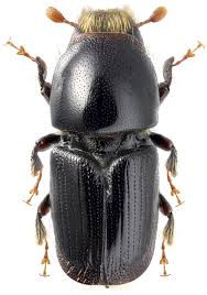 Attēlu rezultāti vaicājumam “Scolytus ratzeburgi”