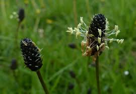 Attēlu rezultāti vaicājumam “Plantago lanceolata bud”