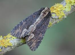 Attēlu rezultāti vaicājumam “Dypterygia scabriuscula”